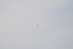 Geranoaetus albicaudatus