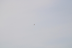 Geranoaetus albicaudatus
