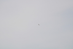Geranoaetus albicaudatus