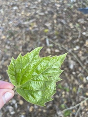 Platanus
