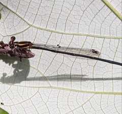 Prodasineura autumnalis