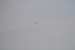 Geranoaetus albicaudatus