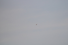 Geranoaetus albicaudatus