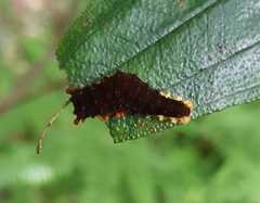 Trypanophora semihyalina