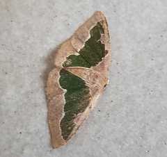 Celenna festivaria