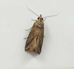 Plusiodonta coelonota