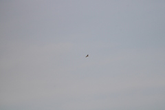 Geranoaetus albicaudatus