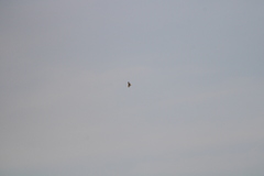Geranoaetus albicaudatus