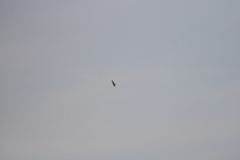 Geranoaetus albicaudatus