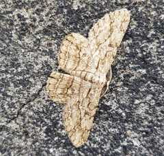 Hypomecis transcissa