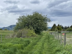 Crataegus macracantha