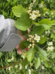 Crataegus macracantha