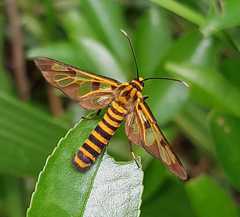 Amata grotei