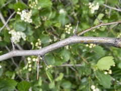 Crataegus macracantha