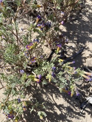 Phacelia bicolor