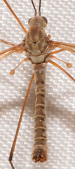 Tipula dietziana
