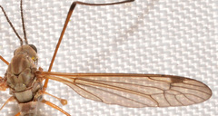 Tipula dietziana