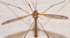 Tipula dietziana