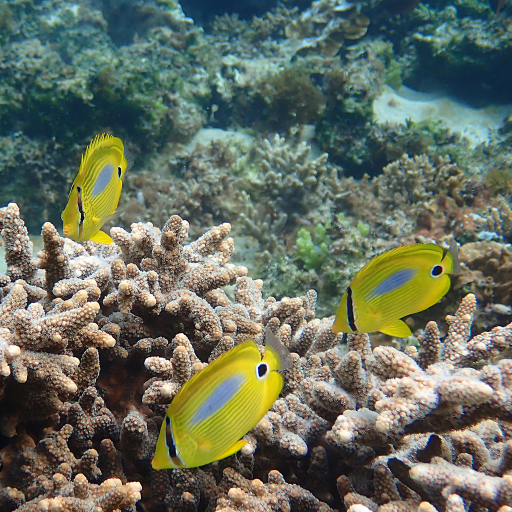 Blueblotch Butterflyfish