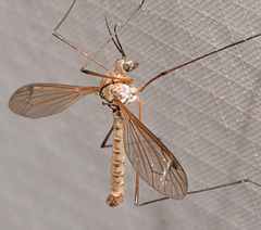 Tipula dietziana
