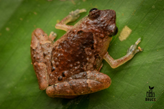 Microhyla nepenthicola