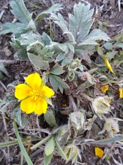 Potentilla concinna