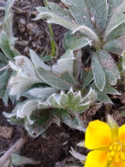 Potentilla concinna