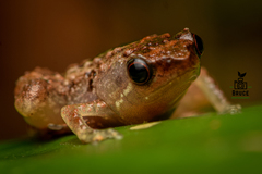 Microhyla nepenthicola