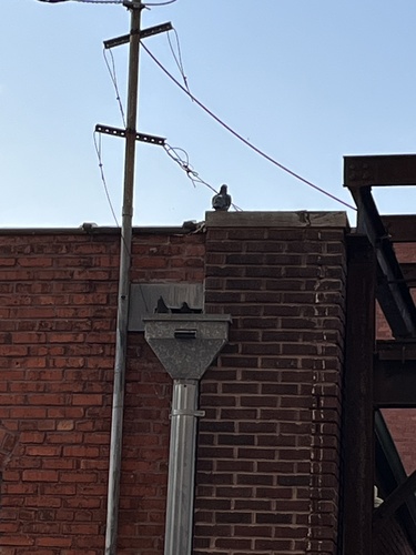 Feral Pigeon photographed in Missouri
