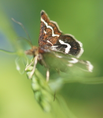 Pyrausta nigrata