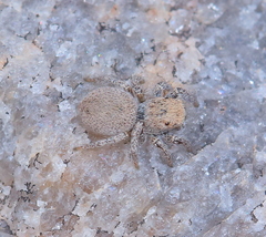 Habronattus clypeatus