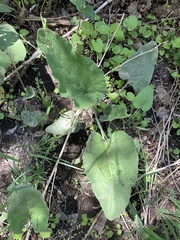 Arctium minus