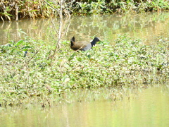 Pardirallus nigricans