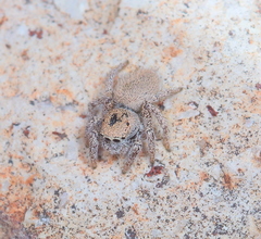 Habronattus clypeatus