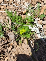 Lomatium grayi