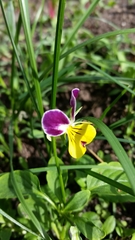 Viola tricolor tricolor