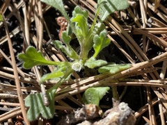 Nemophila spatulata