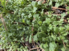 Nemophila spatulata