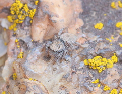 Habronattus clypeatus
