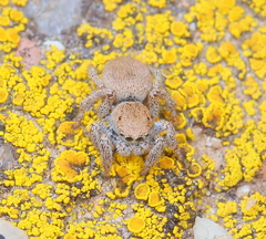 Habronattus clypeatus