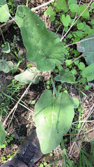 Arctium minus