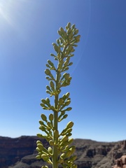 Agave utahensis