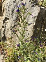 Echium vulgare pustulatum