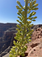 Agave utahensis