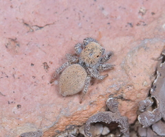 Habronattus clypeatus