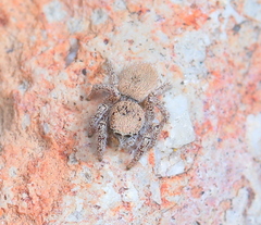 Habronattus clypeatus