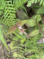 Aciotis rubricaulis