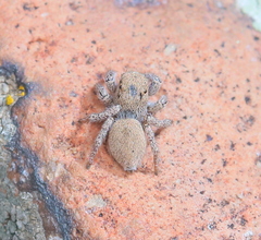 Habronattus clypeatus