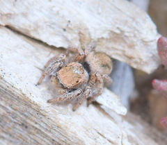 Habronattus clypeatus