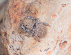 Habronattus clypeatus